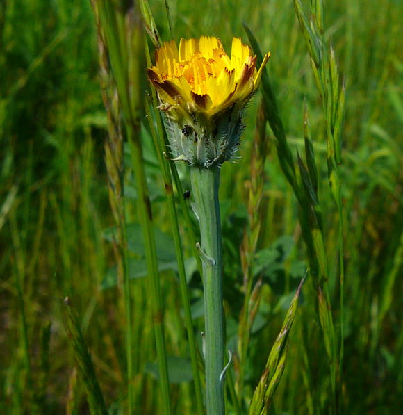 Gemeines Ferkelkraut (Hypochaeris radicata Mai 2011 Httenfeld Graben am Sportplatz 096