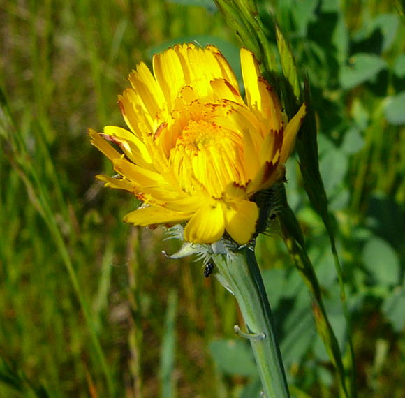 Gemeines Ferkelkraut (Hypochaeris radicata Mai 2011 Httenfeld Graben am Sportplatz 097
