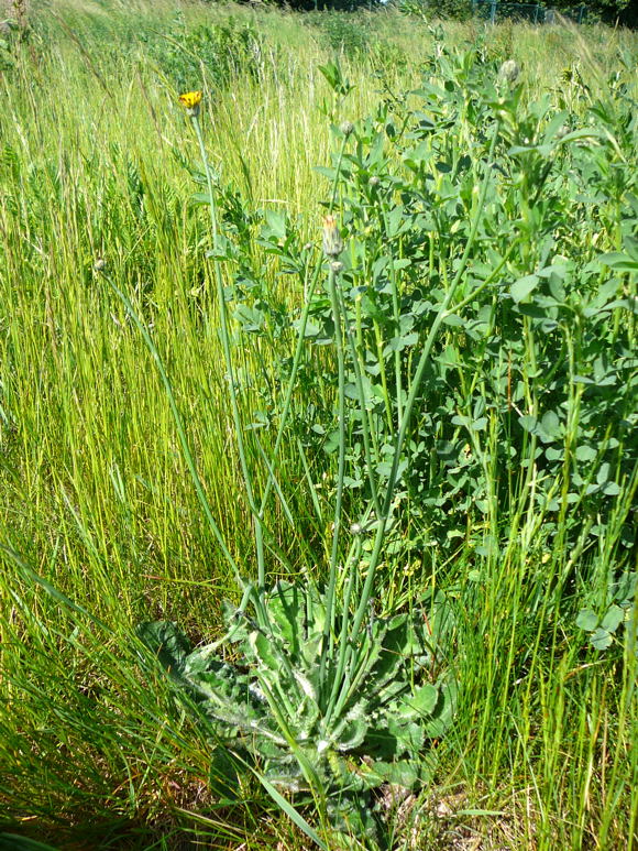 Gemeines Ferkelkraut (Hypochaeris radicata Mai 2011 Httenfeld Graben am Sportplatz 099