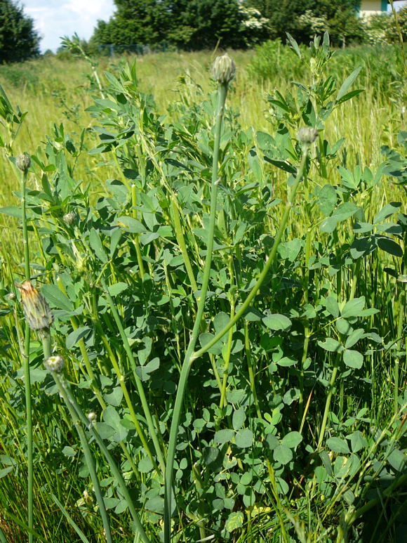 Gemeines Ferkelkraut (Hypochaeris radicata Mai 2011 Httenfeld Graben am Sportplatz 100
