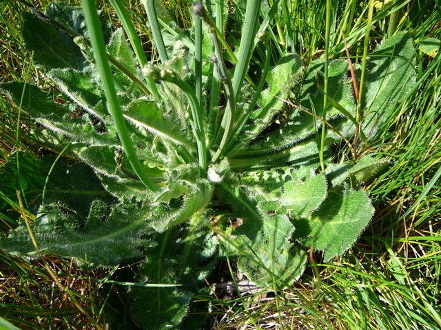 Gemeines Ferkelkraut (Hypochaeris radicata Mai 2011 Httenfeld Graben am Sportplatz 101