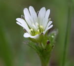 Gemeines Hornkraut (Cerastium holosteoides) kl.