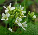 Gemeines Lauchkraut (Knoblauchsrauke) kl.