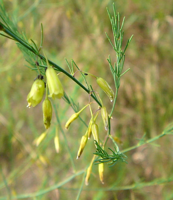 Gemse-Spargel (Asparagus officinalis) Juni 2011 Viernheimer Heide 025