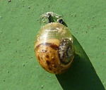 Genabelte Strauchschnecke (Bradybaena fruticum)  kl.