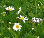 Geruchlose Kamille kl.