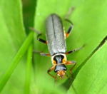 Graugelber Weichkfer Cantharis nigricans kl.
