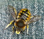 Groe Wollbiene (Anthidium manicatum) kl.
