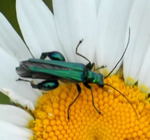 Grner Scheinbockkfer kl.