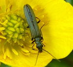 Grnlicher Scheinbockkfer Oedemera lurida kl.