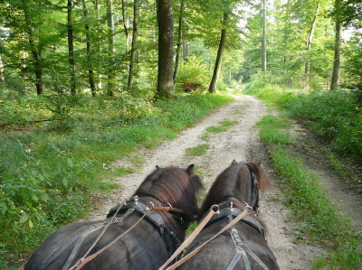 Pony-Kutschfahrt im Viernheimer Wald Pony-Kutschfahrt im Viernheimer Wald