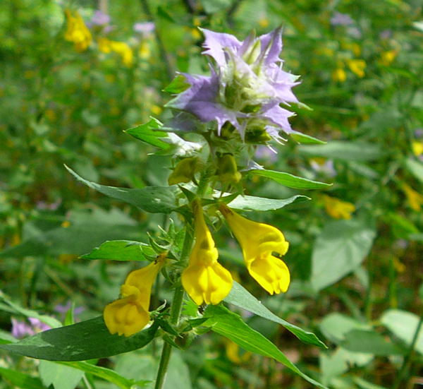 Hain-Wachtelweizen (Artengruppe Melampyrum nemorosum agg.)  Urlaub 2009 Herkules Sulen u. Benno-Hhle 045a