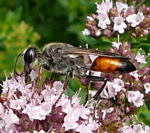 Heuschrecken-Sandwespe Sphex funerarius (= rufocinctus) kl.