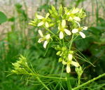 Hohe Rauke Sisymbrium altissimum kl.