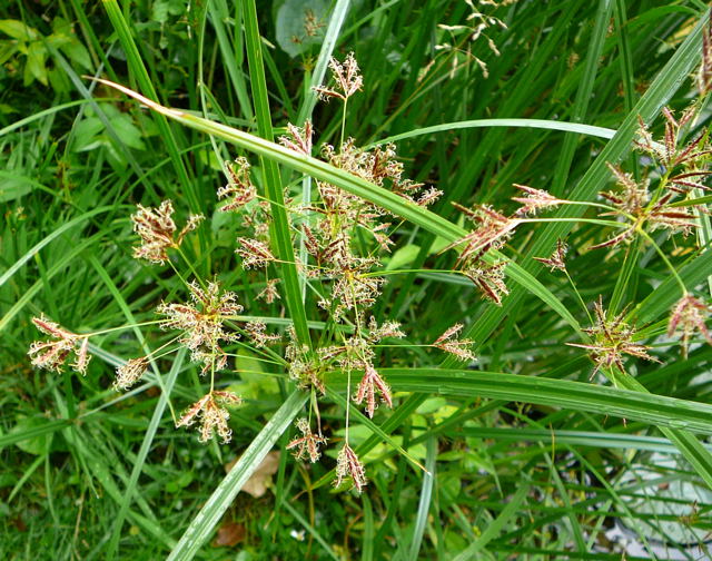 Hohes ZypergrasCyperus longus ssp. longus Juni 2011 Htt Garten Zypergras 007