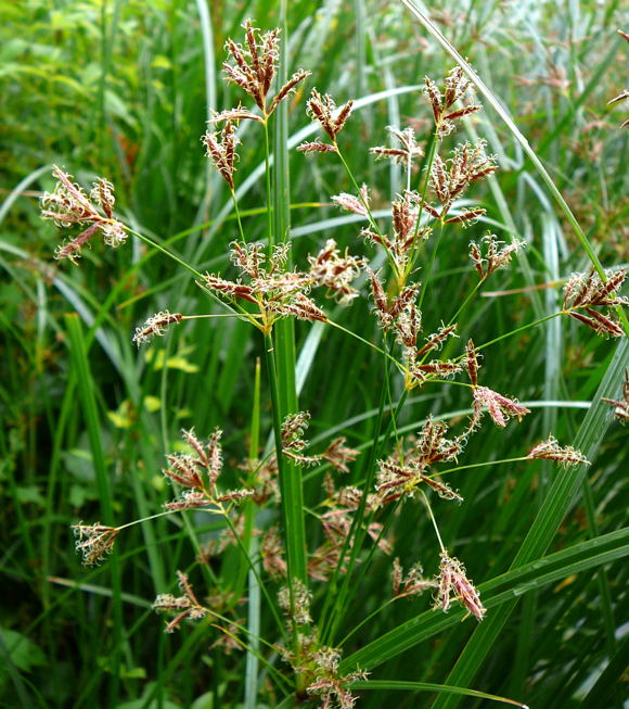 Hohes Zypergras Cyperus longus ssp. longus Juni 2011 Htt Garten Zypergras 005