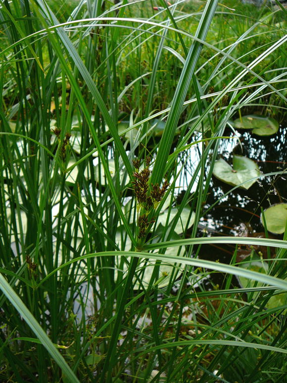 Hohes Zypergras Cyperus longus ssp. longus Mai 2011 Garten Insekten 015