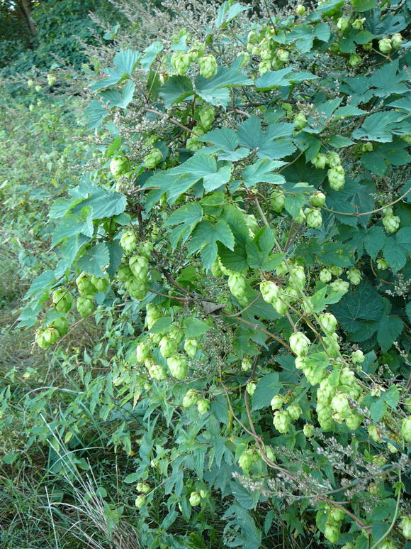 Hopfen  (Humulus lupulus) Aug 2009 Lorscher See u. Graben Hemsbach 054