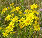 Jakobs-Greiskraut (-Kreuzkraut) Senecio jacobaea kl.