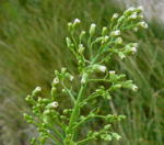 Kanadisches Berufskraut  kl.