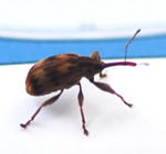 Kirschkernstecher, Furcipus rectirostris kl.