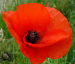 Klatsch-Mohn kl.2