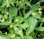 Kleinbltiges Knopfkraut kl.
