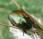 Kleiner Julikfer (Anomala dubia) kl.
