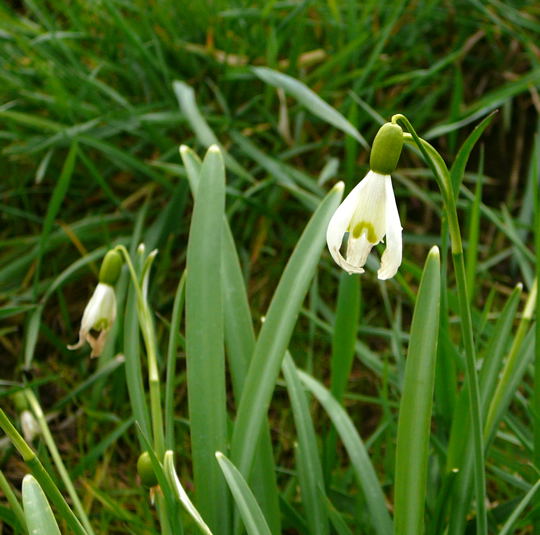 Kleines Schneeglckchen (Galanthus nivalis) Mrz 09 Kiebitz Richtung Hemsbach 014