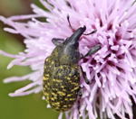 Kratzdistelrssler  Larinus cf turbinatus- kl.