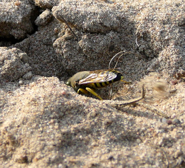 KreiselwespeJuli 2010 Radtour zu Viernheimer Glockenbuckel 142