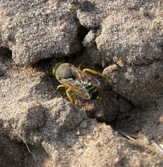 Kreiselwespe Bembix rostrata Juli 2010 Radtour zu Viernheimer Glockenbuckel 143