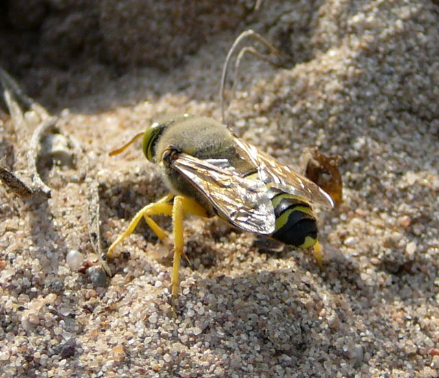 Kreiselwespe Juli 2010 Radtour zu Viernheimer Glockenbuckel 141