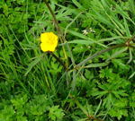 Kriechender Hahnenfu kl.