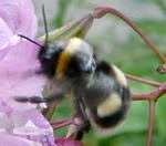 Kuckuckshummel Psithyrus spec. kl.