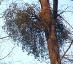 Laubholz-Mistel kl.