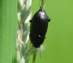 Kanalkfer Amara similata kl.