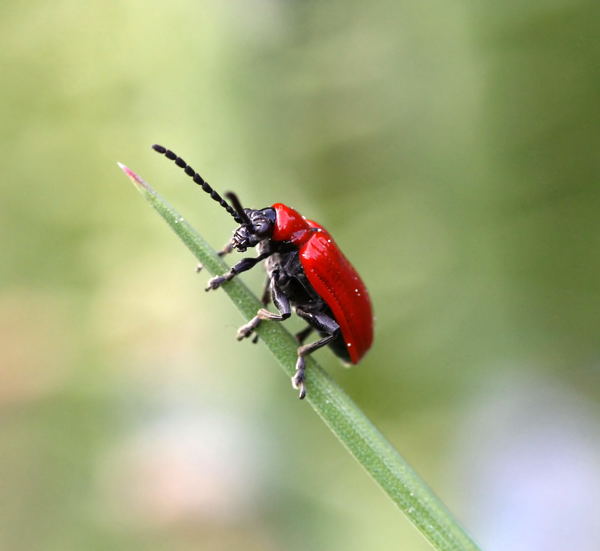 Lilienhähnchen-Mai09-Garten-2-N Lilienhähnchen-Mai09-Garten-2-N