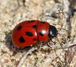 Luzernkfer Gonioctena fornicata-kl.