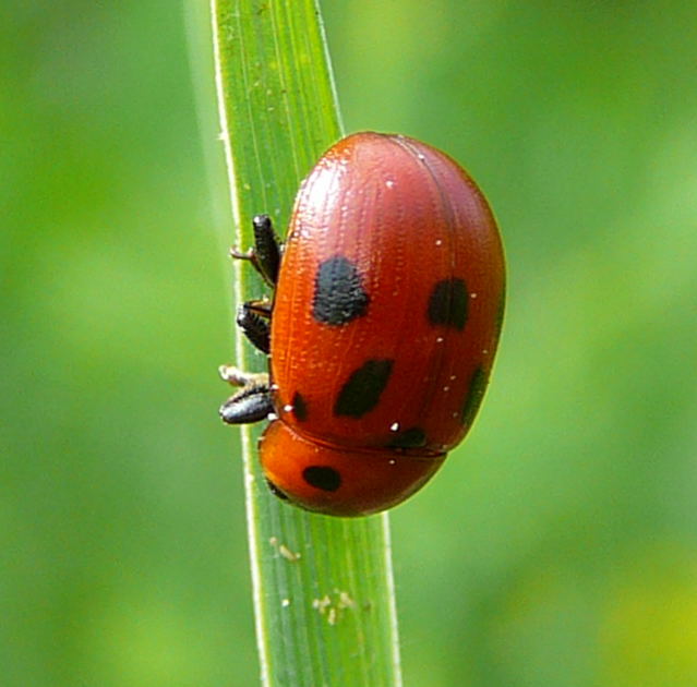 Luzernkfer Gonioctena fornicataMai 09 Wildblumen & Insekten Viernheimer Wald-Mlldeponie 005