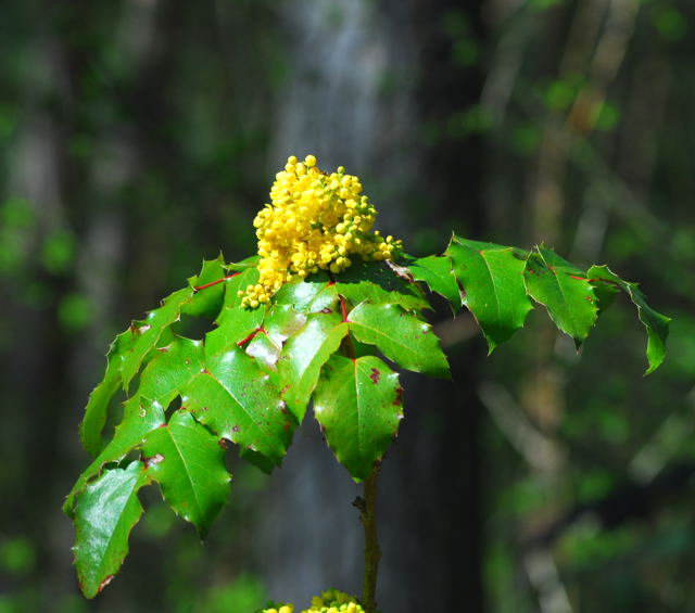 Mahonie Mahonia aquifolium April 2010 Viernheimer Wald Goldstern u.Maikfer_Nikon 071