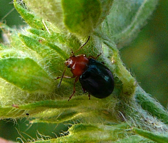 Malven-Erdfloh Podagrica fuscicornis Juli 09 Biotop Rote Erde Lorsch 037 Malven-Erdfloh Podagrica fuscicornis Juli 09 Biotop Rote Erde Lorsch 037