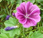 Mauretanische Malve (Malva sylvestris ssp. mauritania) kl.
