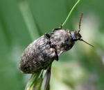 Mausgrauer Sandschnellkfer kl.
