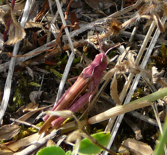 Nachtigall-Grashpfer (Chorthippus cf.biguttulus) Juli 2010 Radtour zu Viernheimer Glockenbuckel 115