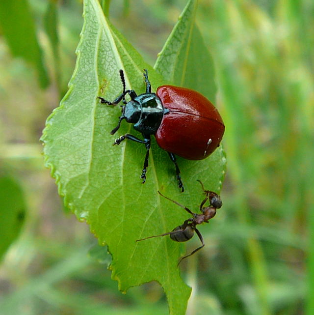 Pappelblattkäfer Chrysomela cf. populi Mai 2010 Viernheimer Waldheide kleines FFH-Gebiet 015 Pappelblattkäfer Chrysomela cf. populi Mai 2010 Viernheimer Waldheide kleines FFH-Gebiet 015