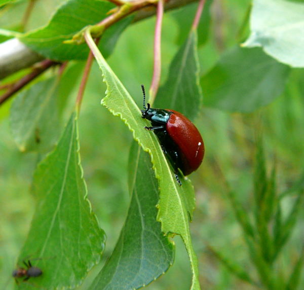 Pappelblattkäfer Chrysomela cf. populi Mai 2010 Viernheimer Waldheide kleines FFH-Gebiet 016 Pappelblattkäfer Chrysomela cf. populi Mai 2010 Viernheimer Waldheide kleines FFH-Gebiet 016