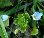 Persischer Ehrenpreis - Veronica persica kl.