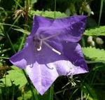 Pfirsichblttrige Glockenblume kl.