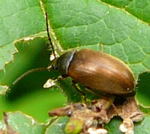 Pflanzenkfer Isomira murina kl.